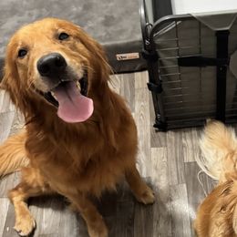 Golden Retrievers from Goldens