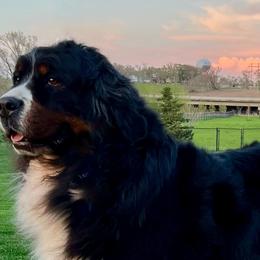 Bernedoodles and Bernese Mountain Dogs from J+B Companion Co