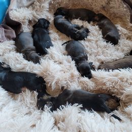 Dachshund Puppies from Walkers Weiners