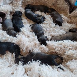 Dachshund Puppies from Walkers Weiners