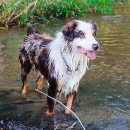 Cowboy - Australian Shepherd