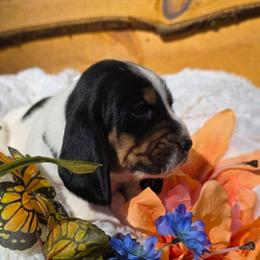 Ms. Madison - White black and red female Basset Hound puppy in Big Rapids, Michigan from Basket Hound Bassets