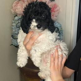 Aspen - Black and white female Cavapoo puppy in Sun City, Arizona from AZ Cavapoos