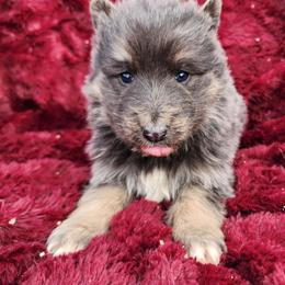 Olivine - Blue female German Shepherd puppy in Los Lunas, New Mexico from Mali's German Shepherds