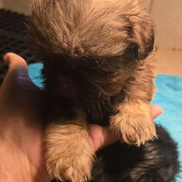 Tiny liver boy Akc  new video 1lb 14oz at 6 weeks - Liver male Shih Tzu puppy in Missouri from Anna's Babies in the Midwest