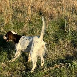 German Shorthaired Pointers and Llewellin Setters from VOM BOSQUE RIVER DEUTSCH KURZHAAR and FOREST RIVER LLEWELLINS