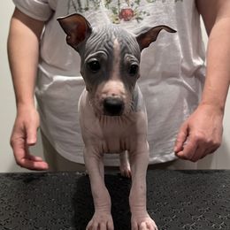 Luna - White and blue American Hairless Terrier puppy in Mesa, Arizona from Elements AHT