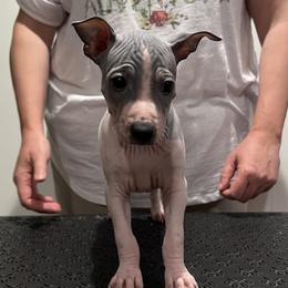 Luna - White and blue American Hairless Terrier puppy in Mesa, Arizona from Elements AHT