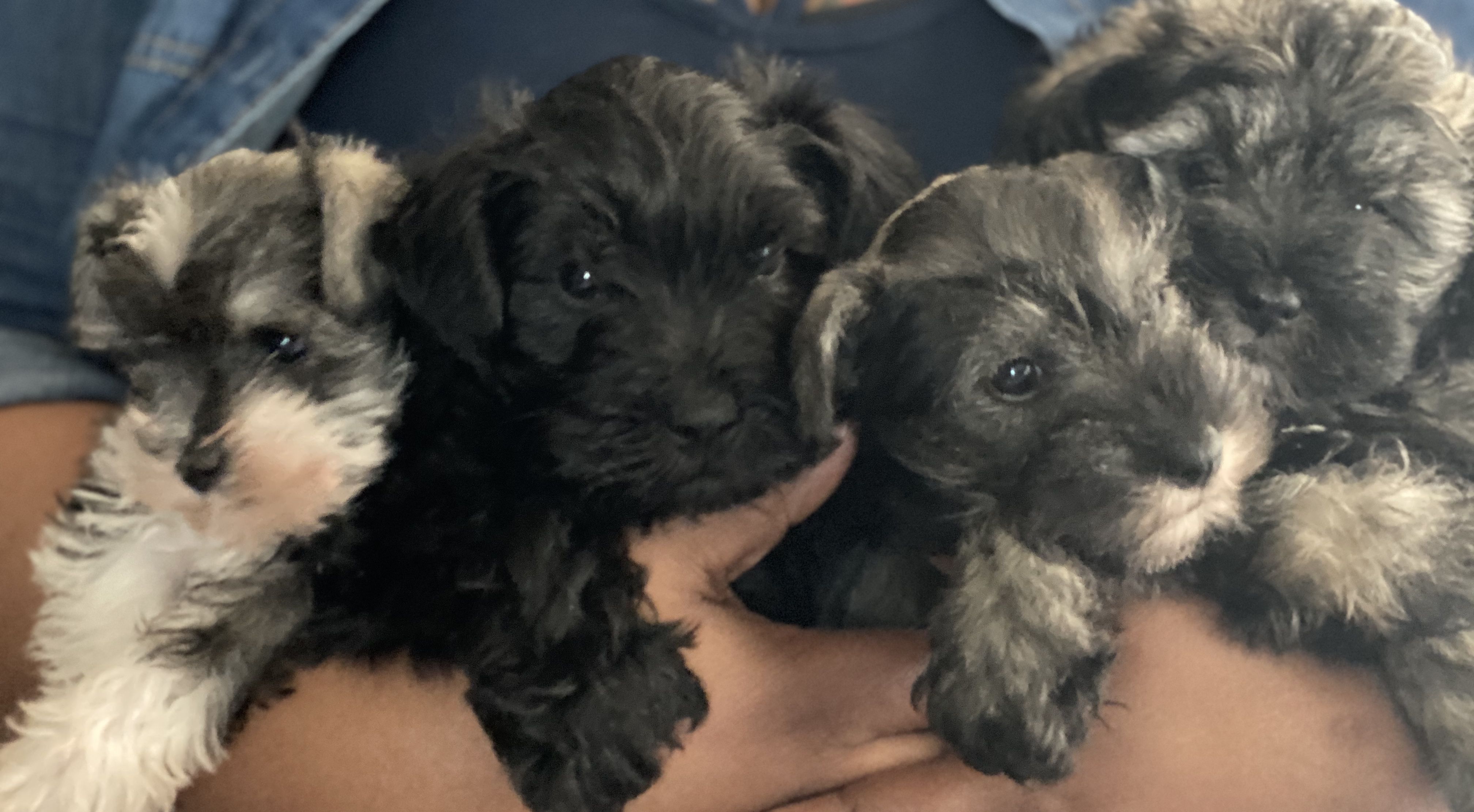 Trish's mini hot sale schnauzers