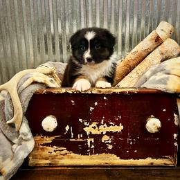 Rich - Black tri-color male Australian Shepherd puppy in Sedalia, Missouri from Affinity Aussies