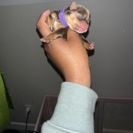 Yorkshire Terrier Puppies from A yorkie palace