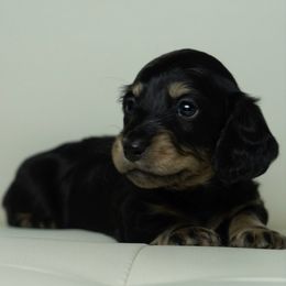 Boy 3 - Black and cream male Dachshund puppy in Memphis, Tennessee from Lone River Dachshunds