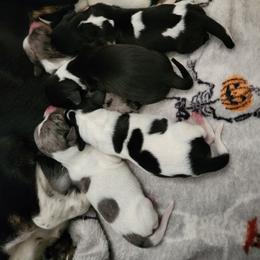 Austin - Piebald male Dachshund puppy in Anaconda, Montana from Williams Family Dachshunds