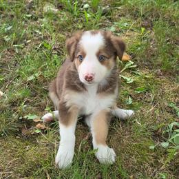 Meadow - Tri-color female Border Collie puppy in Watsontown, Pennsylvania from Kate Gresham