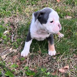 Olde English Bulldogge Puppies from Mule Pool Olde English Bulldogges