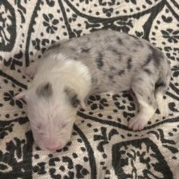 Phoenix - Blue merle female Border Collie puppy in Mckinney, Texas from Border Collies of Ruidoso