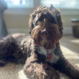 Australian Labradoodle All Grown Up from Sweet Tea Australian Labradoodles