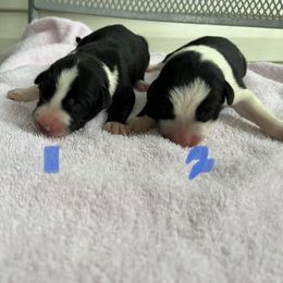 Border Collie Puppies from Megan Stewart