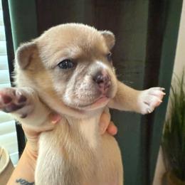 Boy 1 Rosco (French Bulluahua) designer breed - Blue fawn male Chihuahua puppy in Lees Summit, Missouri from Divine K9s LLC