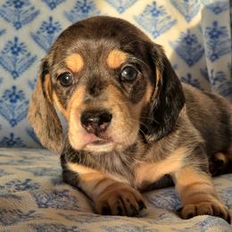 Molly - Dapple female Dachshund puppy in Lexington, Oklahoma from Long Doggy Acres Miniature Dachshunds