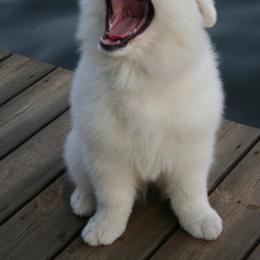 Samoyed Puppies from Sunkaska Samoyeds