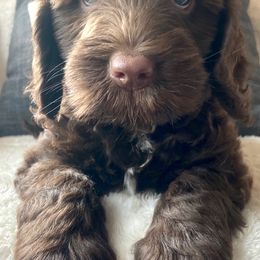 Australian Labradoodle Puppies from Lake Bay Labradoodles