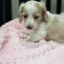 Blue collar - Cream female Dachshund puppy in Nashville, Arkansas from Whisenhunt Farms