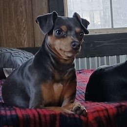 Miniature Pinscher puppies from Meek's Min Pins
