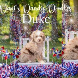 Duke - Red merle male Aussiedoodle puppy in Roebuck, South Carolina from Dani's Dandy Doodles