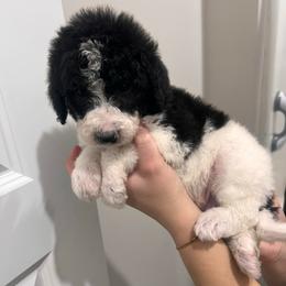 Cupid - Parti male Labradoodle puppy in Monticello, Georgia from Daylin’s Doodles & Labradors