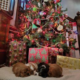 Cavalier King Charles Spaniel puppies from Palmer Cavaliers