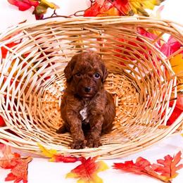 Saturday - Red  male Goldendoodle puppy in Kissimmee, Florida from Poodle Doodle Kennels