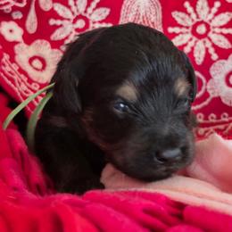 Whistler - Black & tan male Maltipoo puppy in Sidney, Maine from Snow Pond Farm