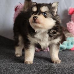 Nugget - Black and white male Pomsky puppy in Zearing, Iowa from Short Creek Pomskies of Iowa