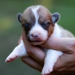 Joker - Sable male Pembroke Welsh Corgi puppy in Star City, Arkansas from Say When Corgi Co.