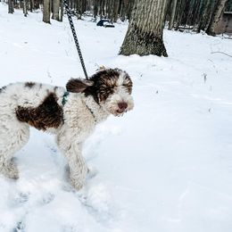 Dude - Goldendoodle