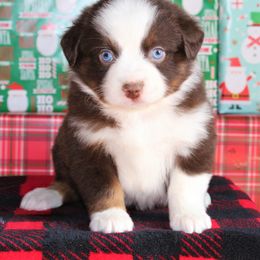 Miniature American Shepherd Puppies from Brassy Acres Miniature American Shepherds