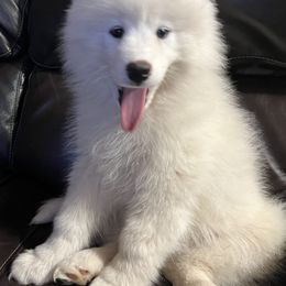 Samoyed Puppies from Better’s Samoyeds