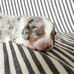 RB FEMALE 3 - Dapple female Dachshund puppy in Elkhart, Indiana from Hart City Dachshunds