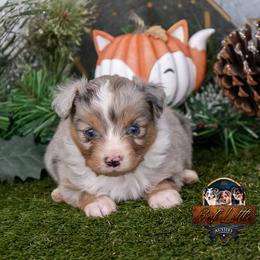 Lapis - Blue merle male Toy Australian Shepherd puppy in Granbury, Texas from Best Little Aussies