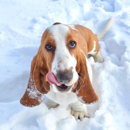 Basset Hound puppies from TopCrop Bassets