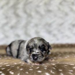 Oven - Blue merle female Australian Shepherd puppy in Argyle, Iowa from Country Time Kennels