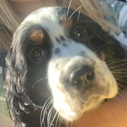 English Springer Spaniels from 7UL Springers