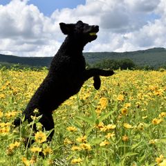 Curly-Coated Retrievers from Kittatinny Curly-Coated Retrievers