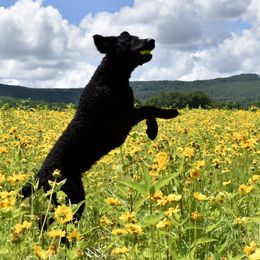 Curly-Coated Retrievers from Kittatinny Curly-Coated Retrievers