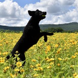 Curly-Coated Retrievers from Kittatinny Curly-Coated Retrievers