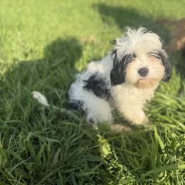 Patches - Tri-color male Cavapoo puppy in Brandenburg, Kentucky from Amanda's Newfoundlands