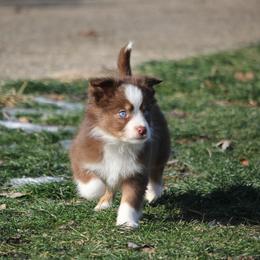 Altoc - Red tri-color female Miniature American Shepherd puppy in Tiskilwa, Illinois from First Harmony Farms