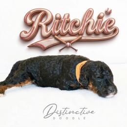 Ritchie - Black tri-color male Aussiedoodle puppy in Kennesaw, Georgia from Distinctive Doodle