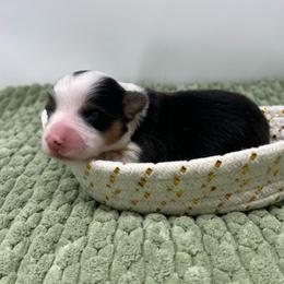 Vanilla Bean (fluffy) - Black and tan female Pembroke Welsh Corgi puppy in Waco, Texas from The Comma Corgis